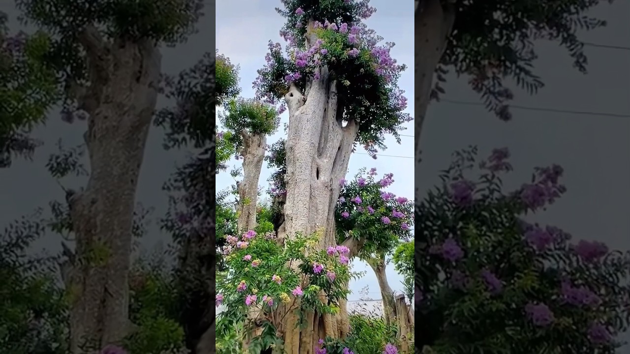 A huge purple flowers tree