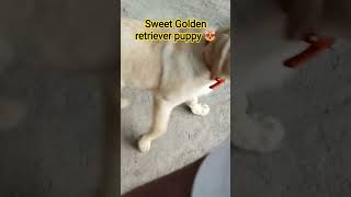 Puppy #trending #youtubeshorts #yt #shorts #shortvideo #viral #viralvideo #short #funny #love #song