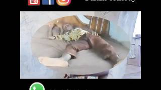 (NEPA dreamer) Alani comedy.