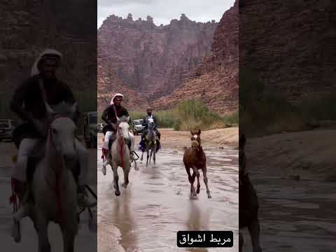 مربط اشواق للخيل العربية الاصيلة 