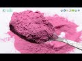 Blueberry fruit juice powder natural organic