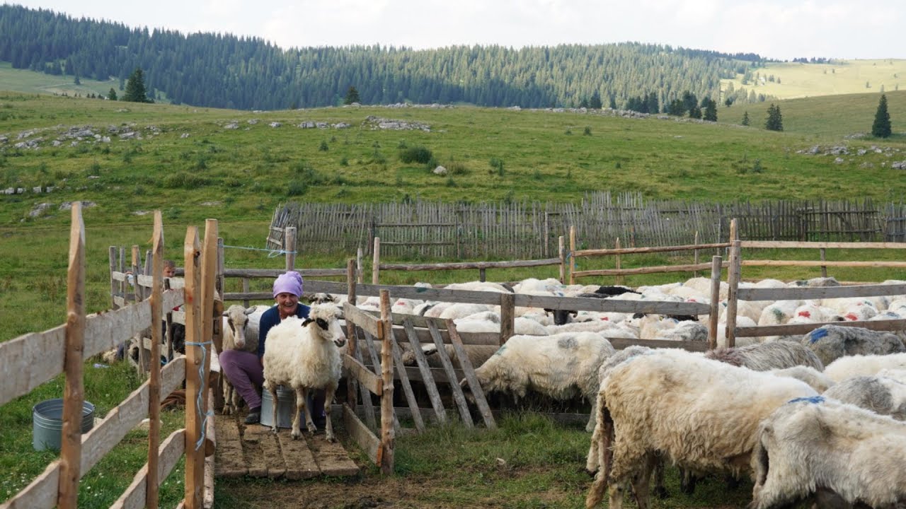 SAMA SA 9 GODIŠNJIM SINOM  BORAVI NA PLANINI I MUZE  150  0VACA