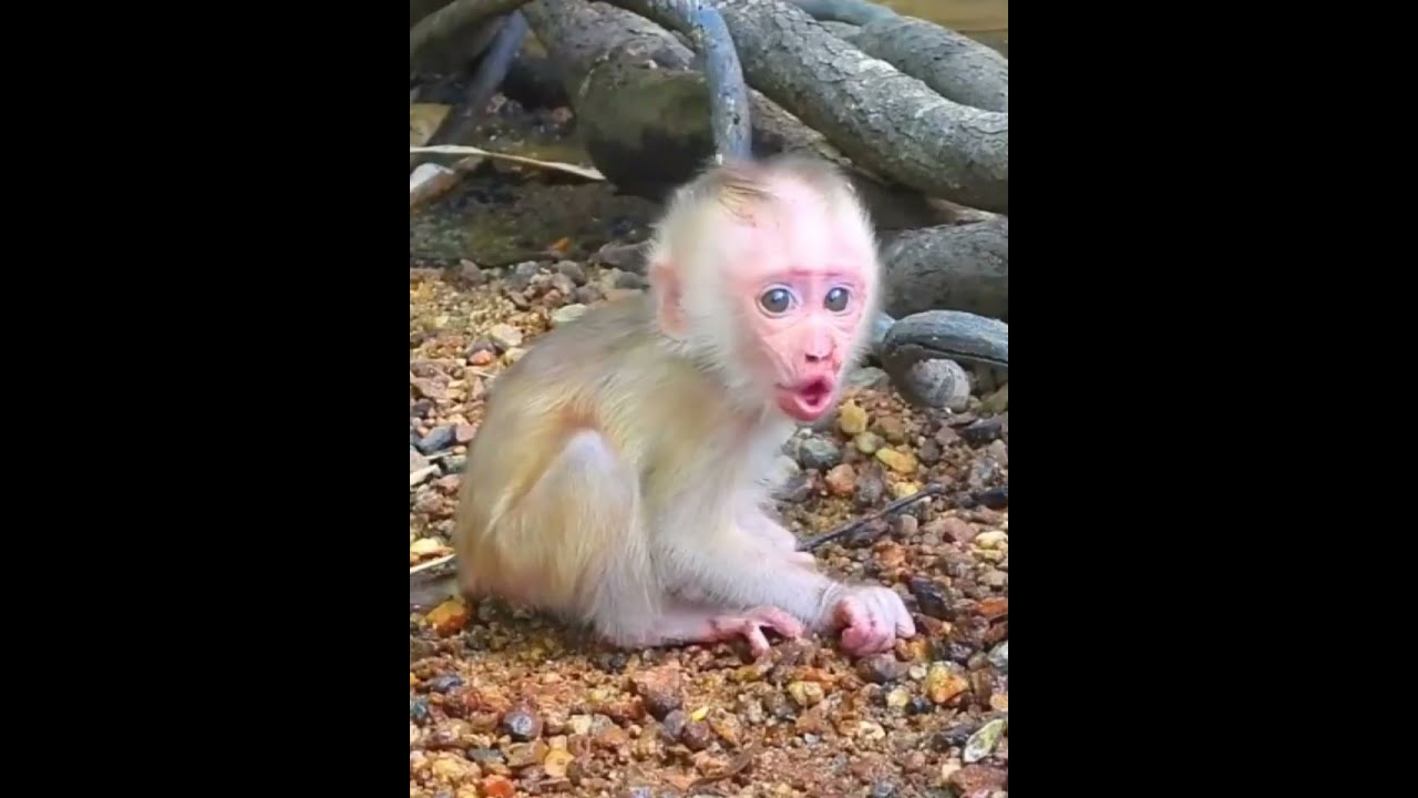 “New Baby Monkey in Trouble | Trapped in the Ground”