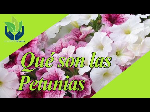 Video: Precioso Macizo De Flores De Petunias