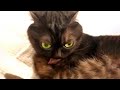 Silly angry animals  funny pets