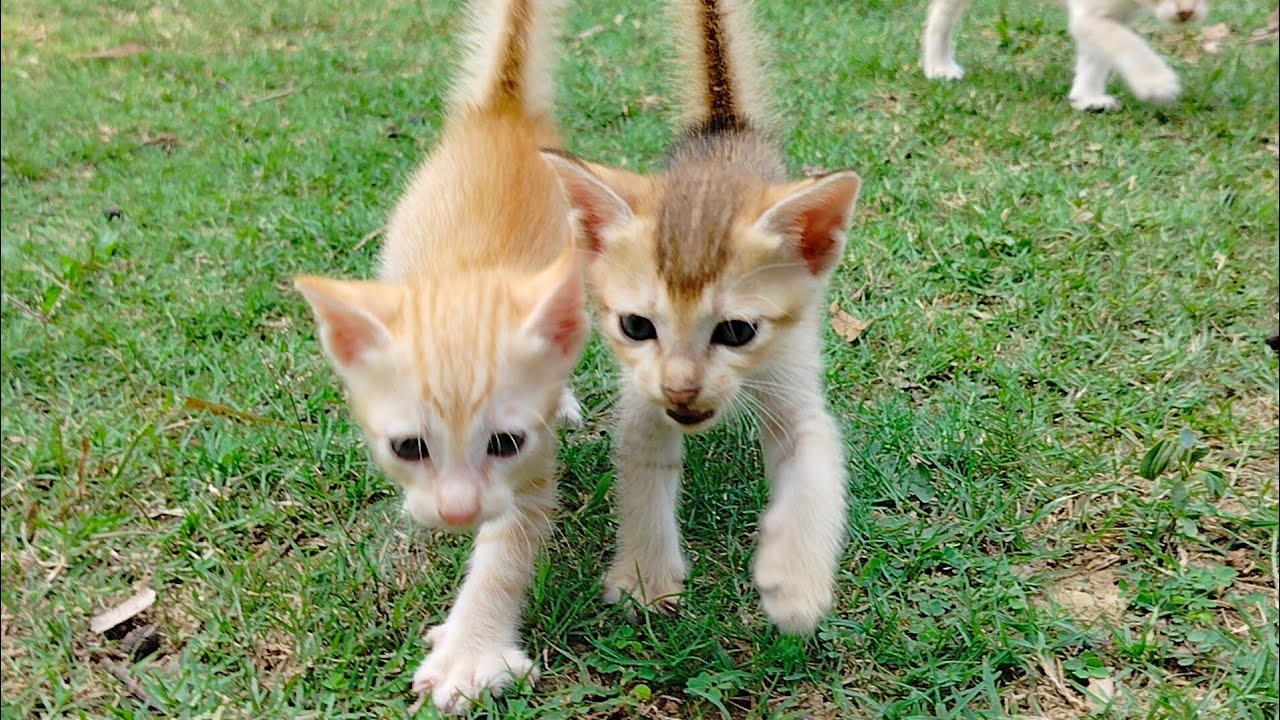 Kittens are running in the open field । Kittens are playing in the