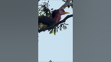 LAUGHING BIRD CALL - Helmeted Hornbill Bird #shorts #short