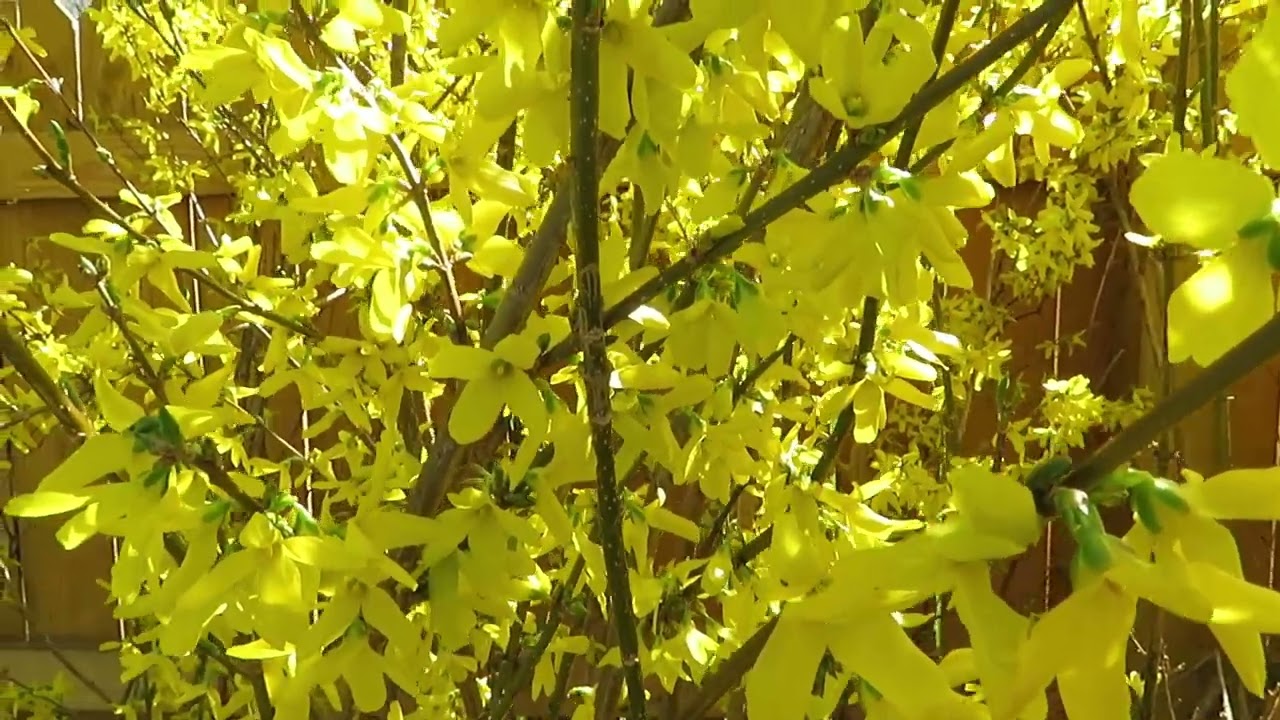Lynwood Gold Forsythia: A Great Early Season Shrub