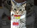 飼い主が猫にやってしまいがちなNG行動5選 #猫雑学 #ねこたんの解説 #猫