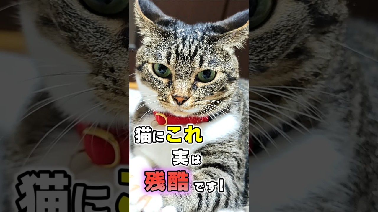 飼い主が猫にやってしまいがちなNG行動5選 #猫雑学 #ねこたんの解説 #猫