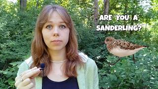 Are You a Sanderling? | Episode 3
