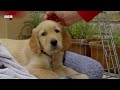 Golden Retriever Puppy Settles into his Forever Home | Wonderful World of Puppies | BBC Earth