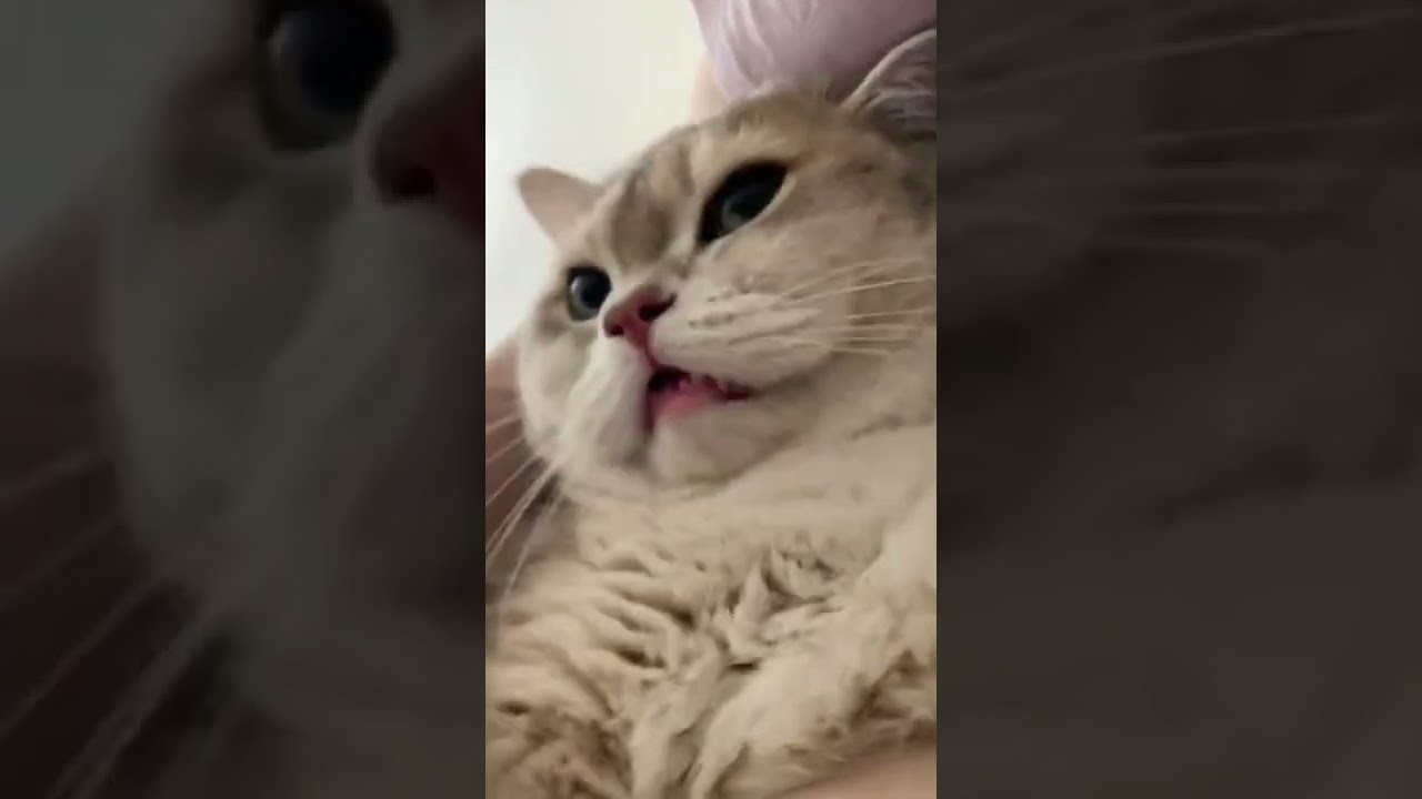 Accidentally caught the cat sneezing