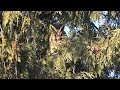 Вухаті сови взимку / Long eared owls in winter