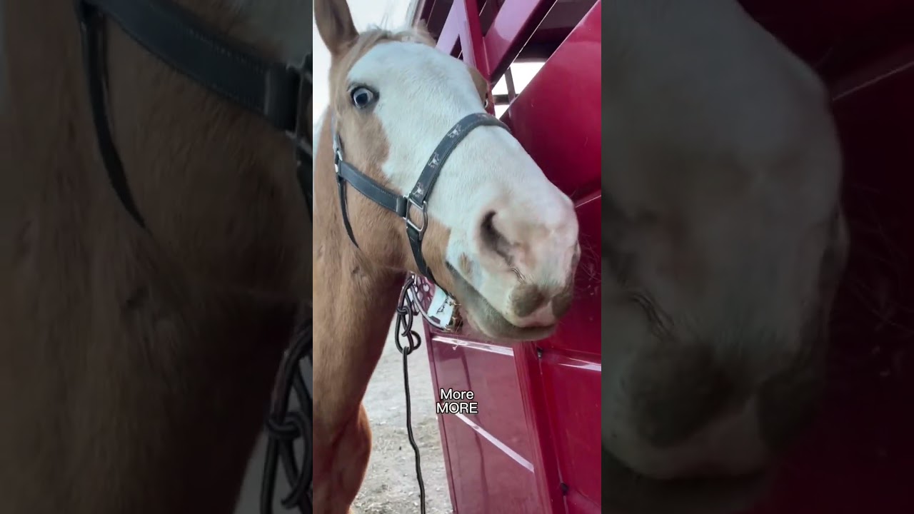 Which horses will eat a cheez it