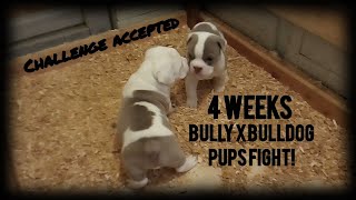 4 week bulldog bully mix  #SoldOut