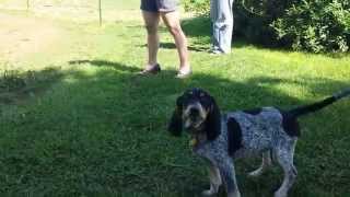Blue Tick Coonhound Baying at horse.