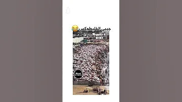 جيبي الفليطوكس 