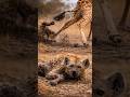 Giraffe’s Powerful Kick Breaks Hyena’s Attack | Brutal Wildlife Moment
