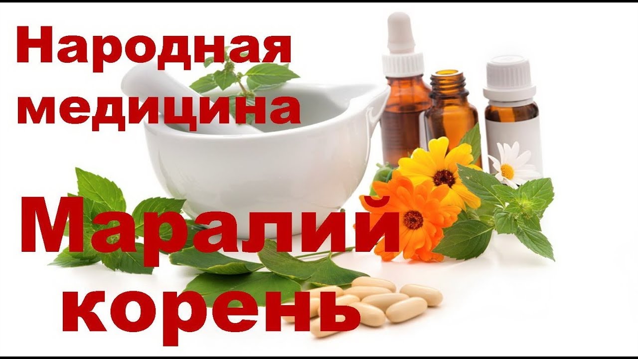 Маралий корень, польза и вред левзеи - YouTube