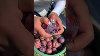 Fresh Fruit Nice Farm P004 #Shorts #Viral