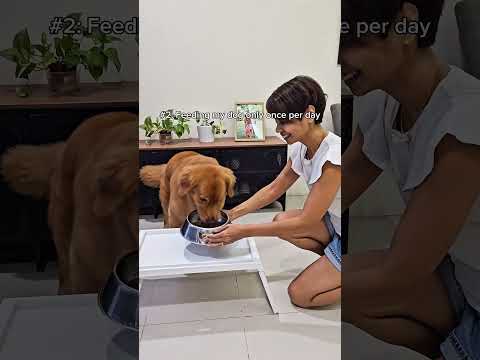 3 Weird Things I Do To My Dog Help Him Live Forever