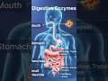 trick to remember digestive enzymes #digestivesystem #shorts #shortvideo