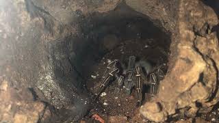 Feeding a golden blue leg baboon tarantula