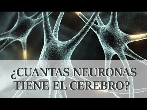 ¿CUANTAS NEURONAS TIENE EL CEREBRO HUMANO?