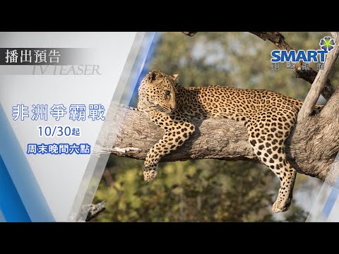 Smart知識台【非洲爭霸戰】精彩預告