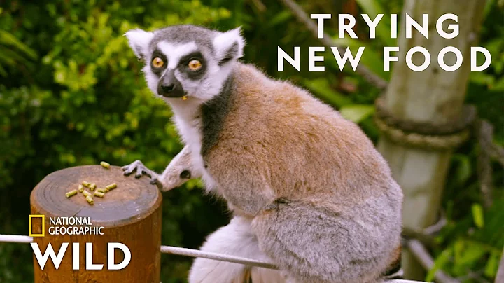 Lemurs Try New Food | Secrets of the Zoo: Down Under