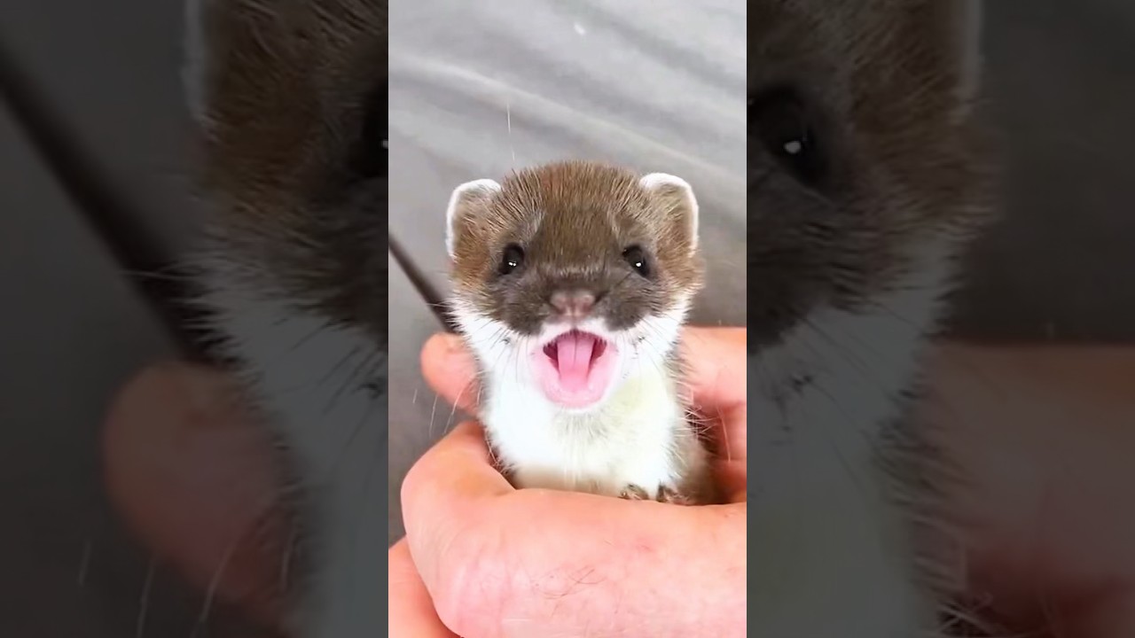 Weasels are deeply caring animals.