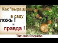 Как "выращивать" грибы в саду. Ложь и Правда . Татьяна Ясенева