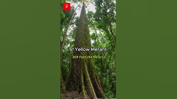 Top 10 Tallest Trees in the World #trees #switzerland