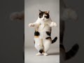 #patli kamariya#animals#funny#cat#dog#hen#trending