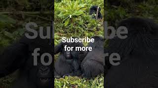 Welcome to friends channel for primates