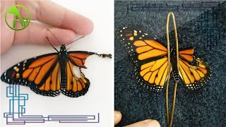 Woman Helped Butterfly With Broken Wing to Fly For First Time