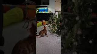 bengal cat and Christmas tree