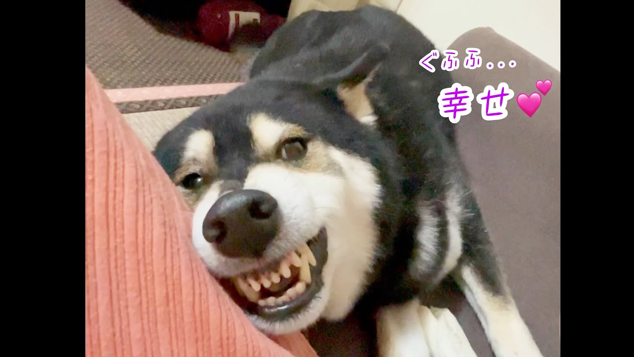 恐怖 飼い主に牙をむく柴犬 Youtube