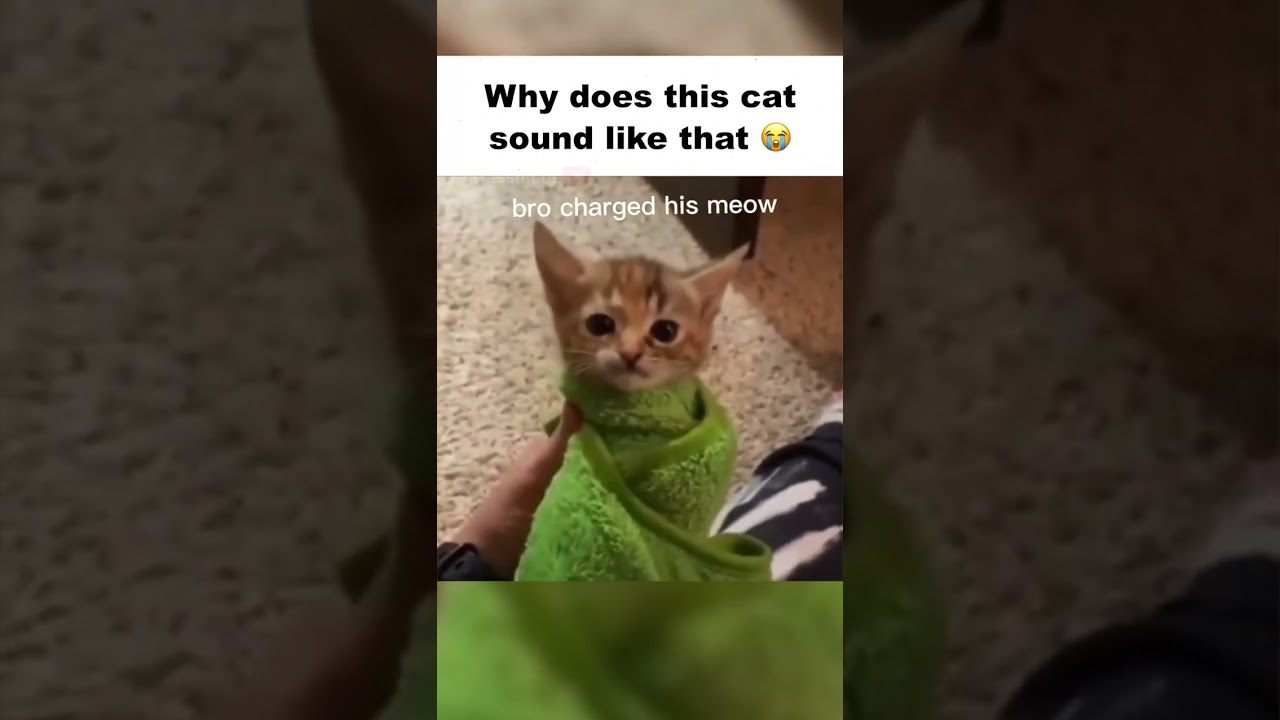 CRAZIEST sounding Cat of all time 😳 (meme)