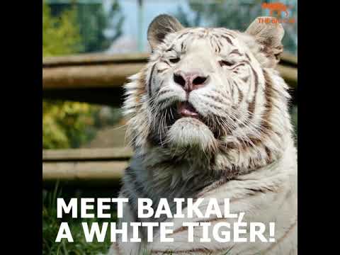 This month's Meet the Cats stars Baikal, a handsome White tiger who is