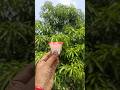 Survival Skills: SMART ideas andUseful in forest #survival #useful #ideas #smart #shorts #camping