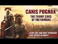 How did the Ancient Romans use Dogs in War? Canis Pugnax