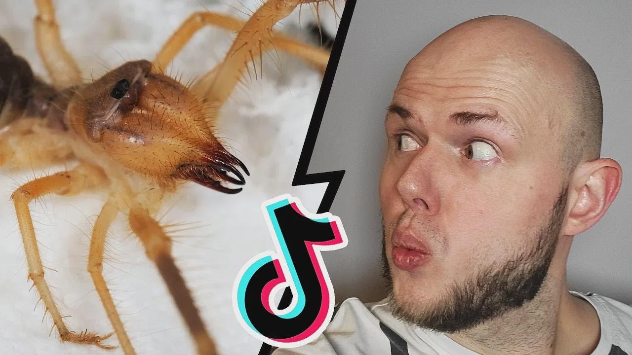 My Reaction to Viral TikTok Videos!