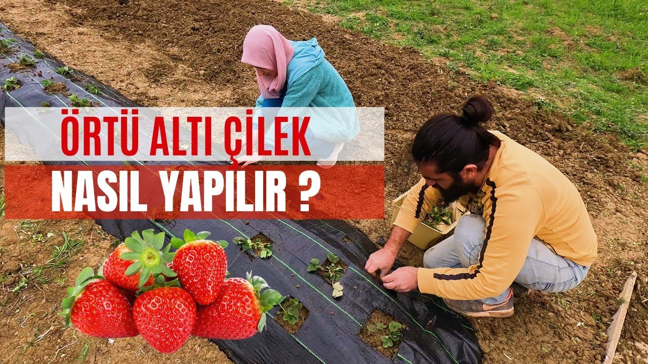 Sıfırdan Çilek Yetiştiriciliği - Çilek Nasıl Ekilir - Örtü Altı Çilek Yeri Hazırlama