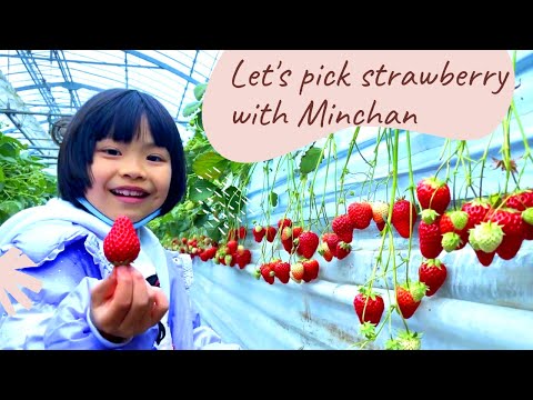 Strawberry picking 2021 | いちご狩り｜Minchan đi hái dâu tây #minchanchannel