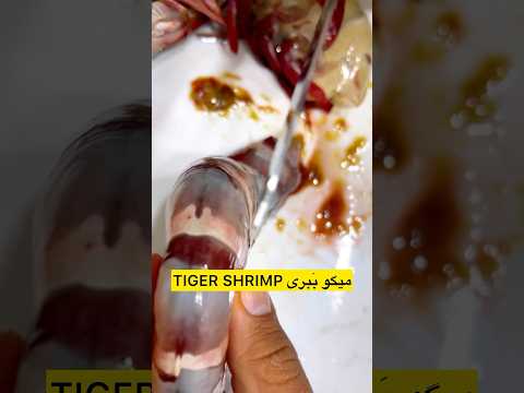 شاهمیگو ببری   ماهی میگو غذا    لابستر خرچنگ 