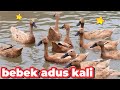 BEBEK ADUS KALI AYAH , BEBEK BERENANG APA , DUCKS SWIMMING IN TUB , LAGU BEBEK ADUS KALI