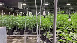 Growing Medical￼ Marijuana￼