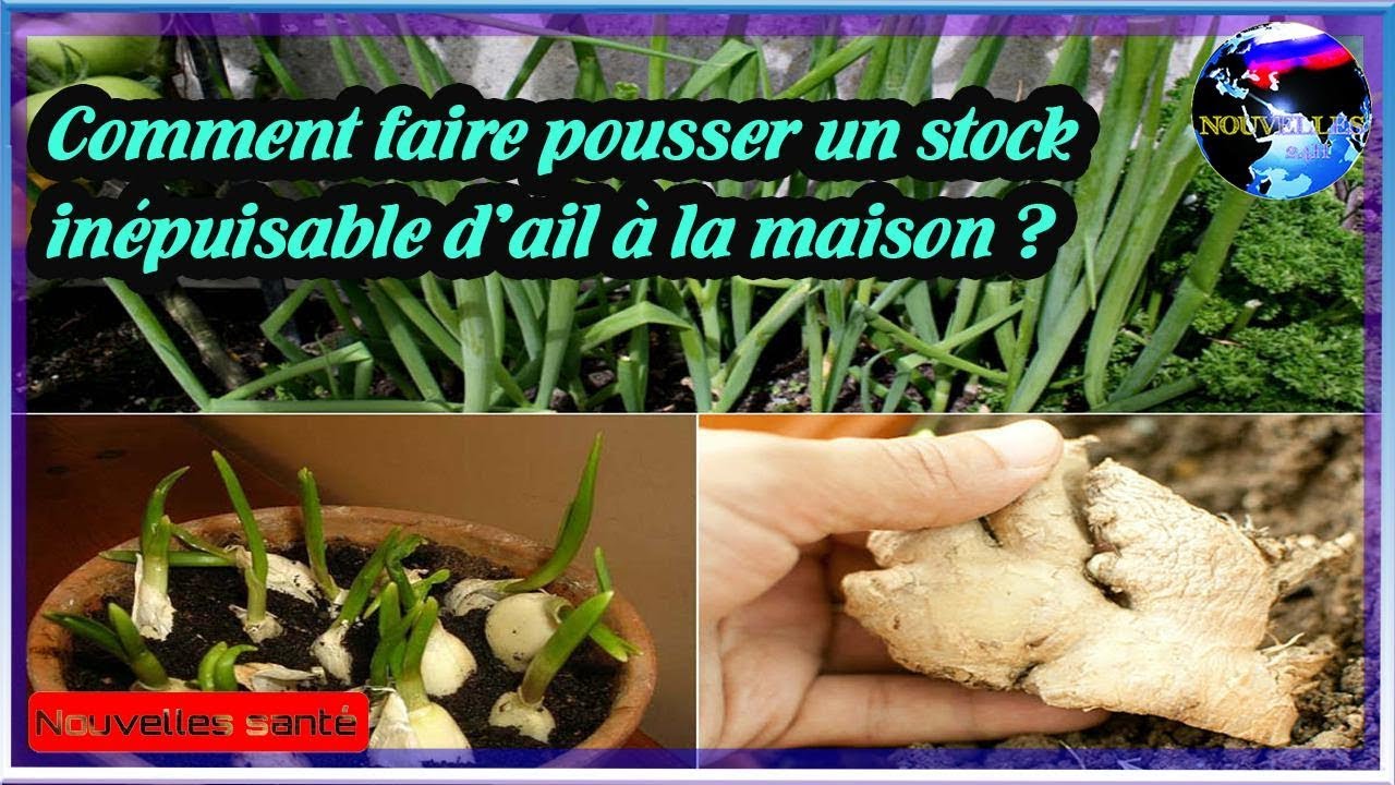 Comment faire pousser un stock inépuisable d’ail à la maison